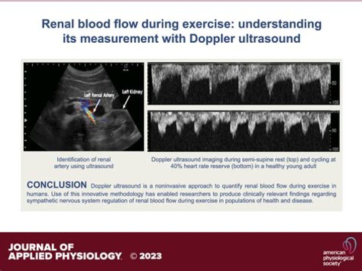 What happens to renal blood flow during exercise?