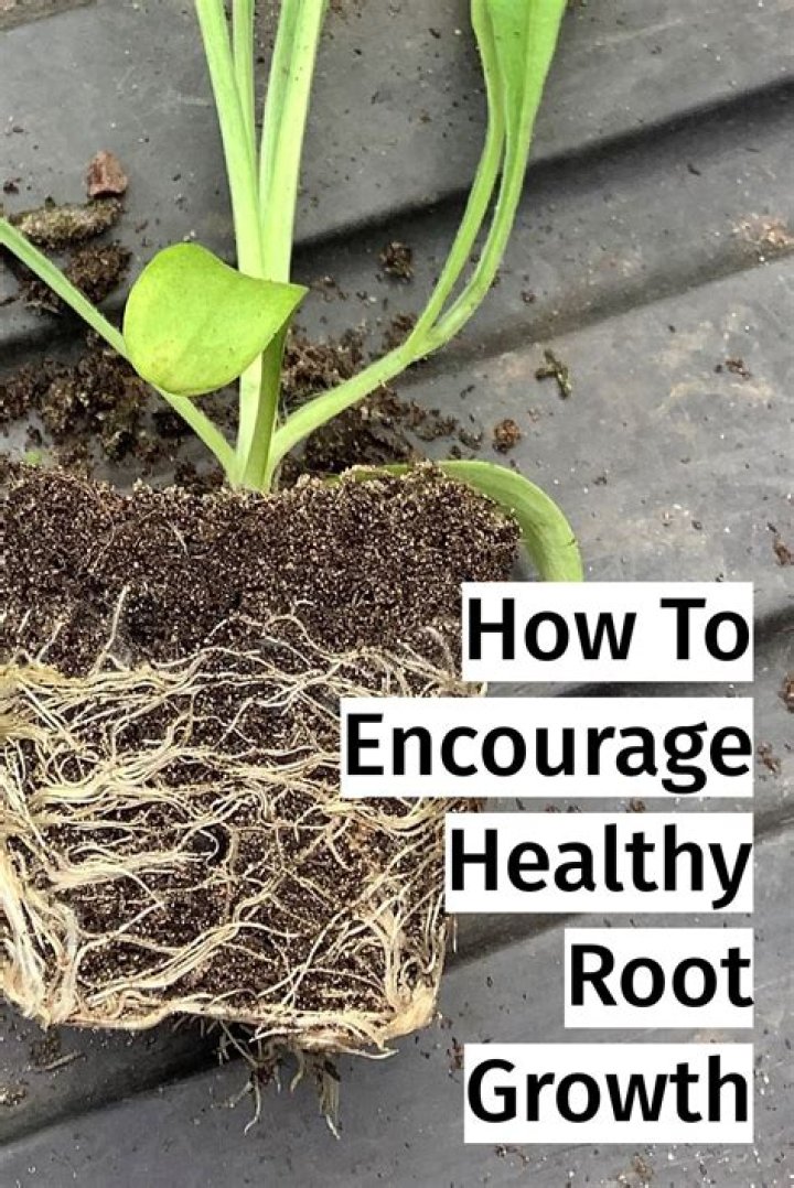 What helps root growth?