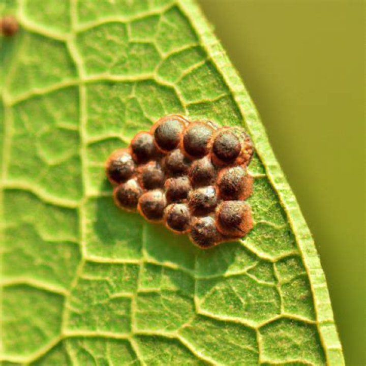 What insects lay their eggs in water?