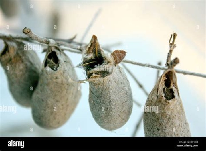 What insects make cocoons?