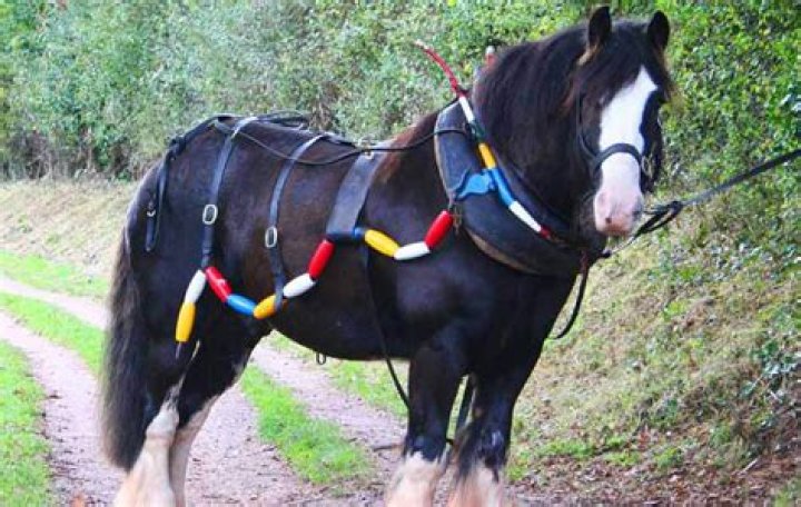 What is a barge horse?