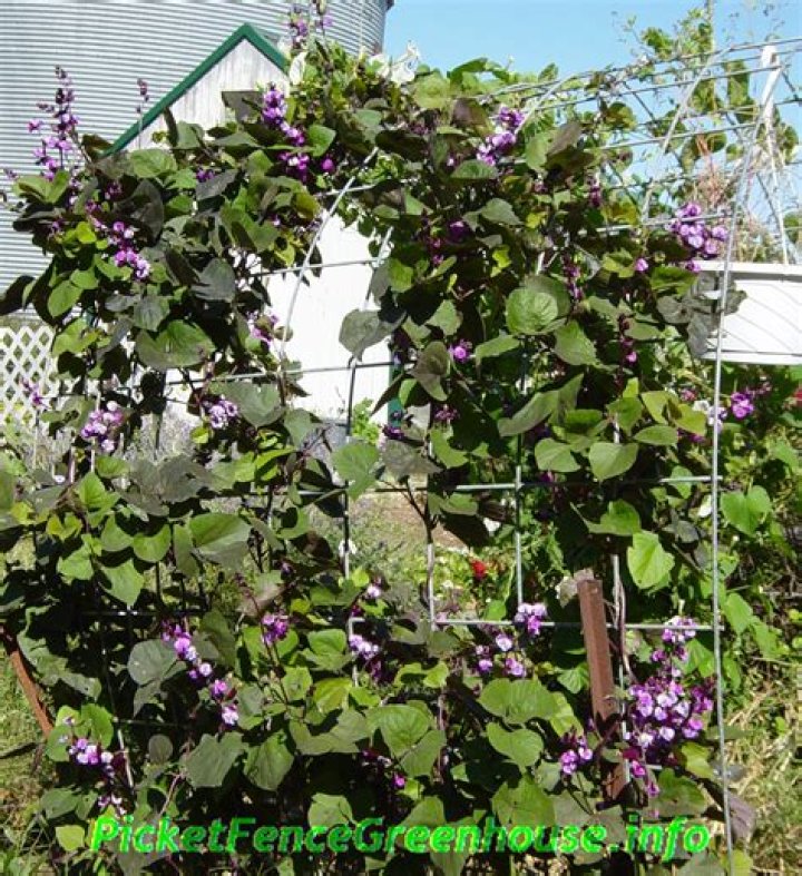 What is a bean vine?
