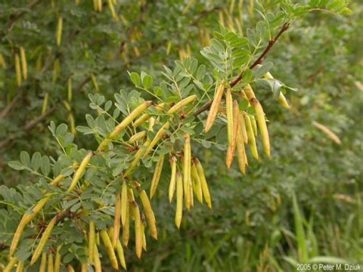 What is a caragana Bush?