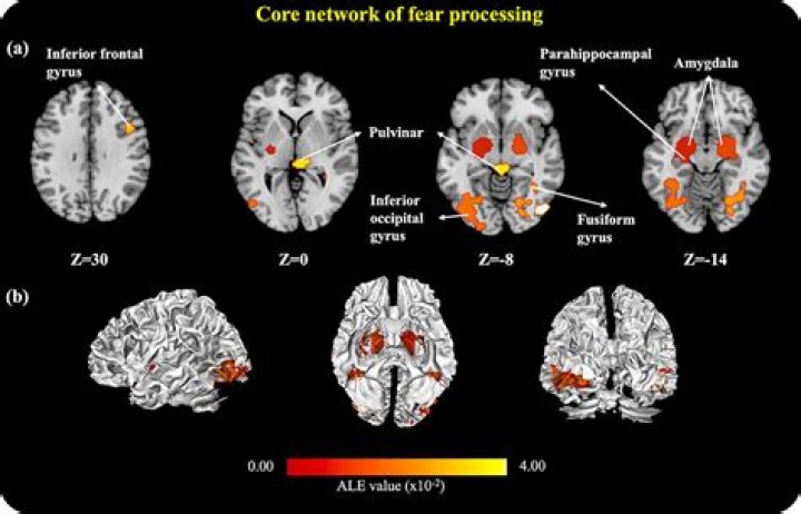 What is a fear medical term?