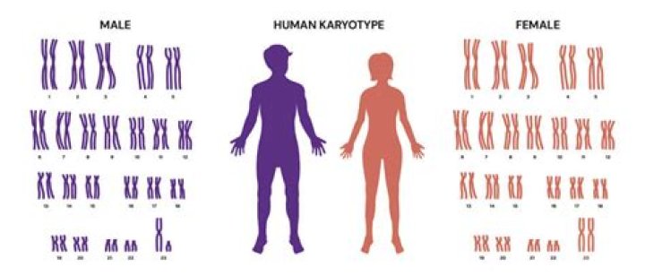 What is a karyotype and why is it used?