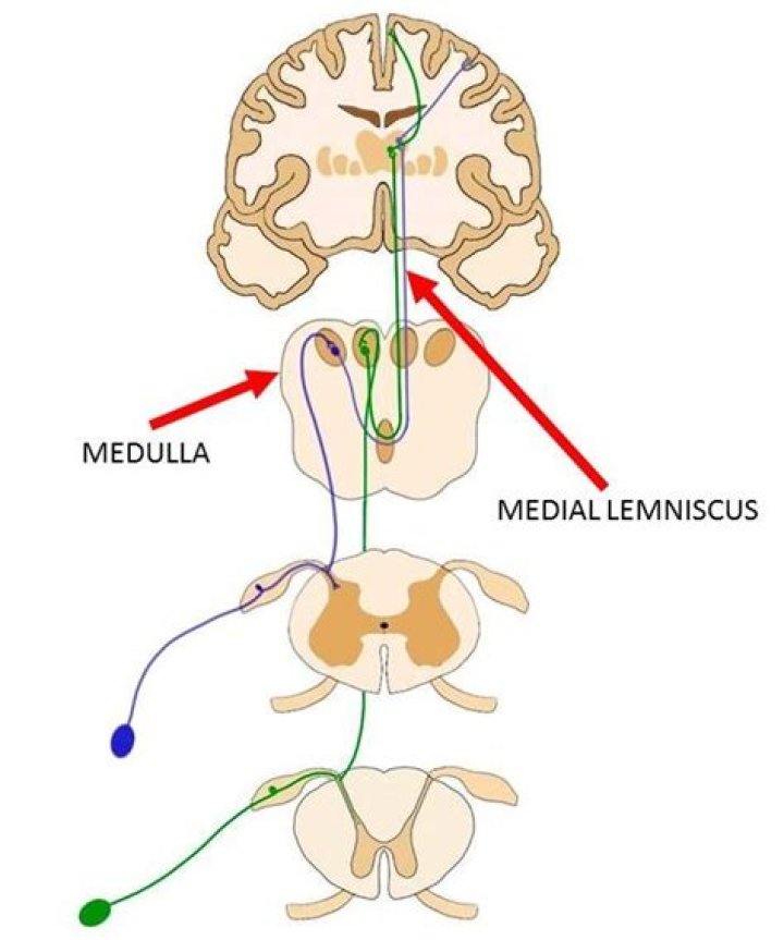 What is a Lemniscus?