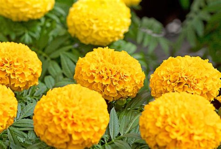 What is a marigold tree?