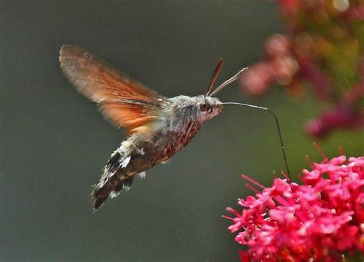 What is a moth hummingbird?