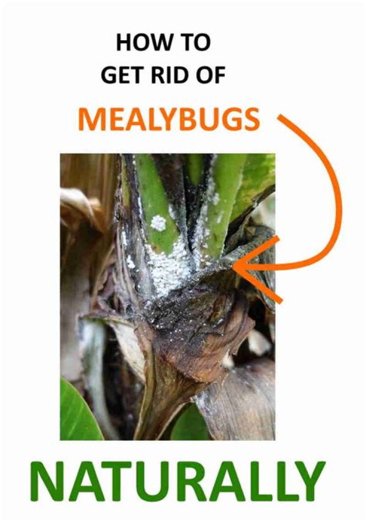 What is a natural way to get rid of mealy bugs?