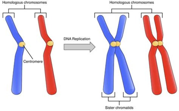 What is a pair of chromosomes?
