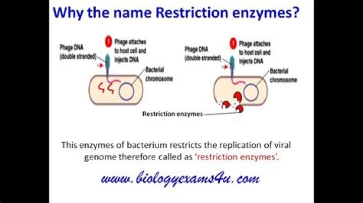 What is a restriction enzyme simple definition?