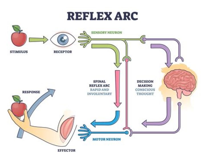What is a somatic reflex arc?