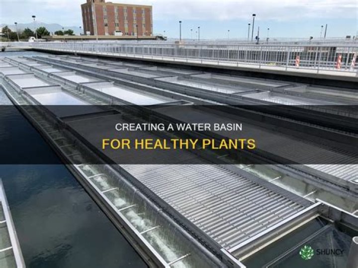 What is a water basin for plants?
