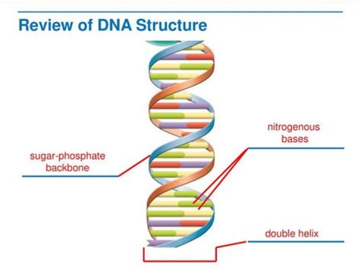 What is always the same in every DNA molecule?