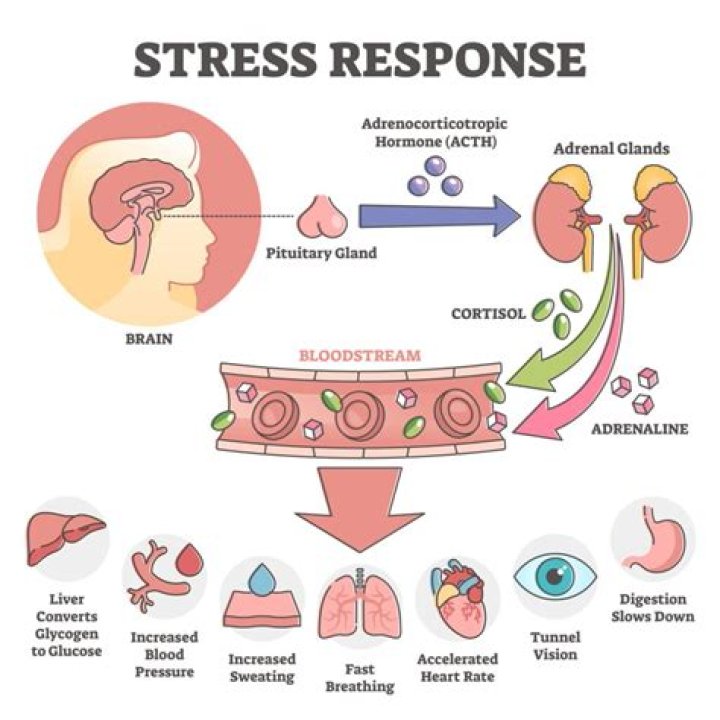 What is an acute stress reaction?