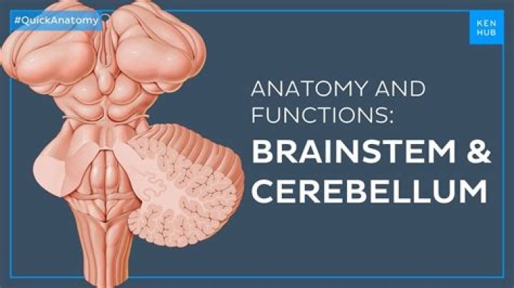 What is another name for cerebellum?