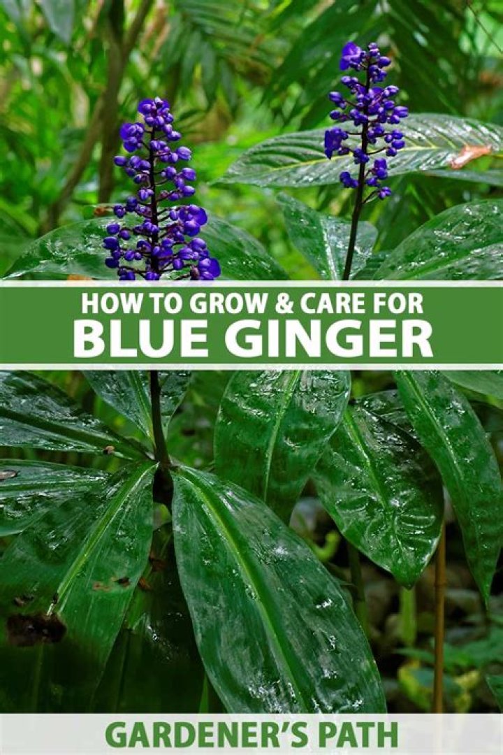 What is Blue Ginger good for?
