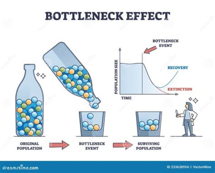 What is bottleneck effect with example?