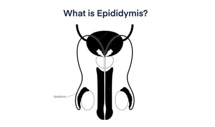 What is caput epididymis?