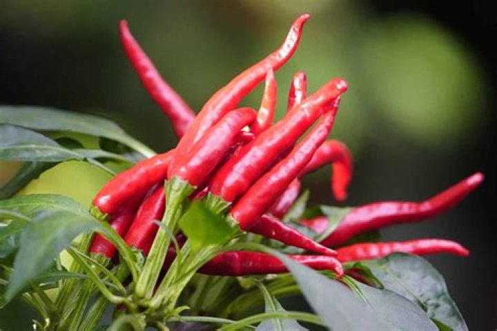 What is cayenne fruit used for?