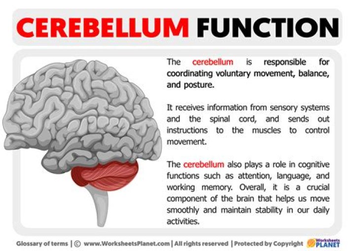 What is cerebellum and its function?