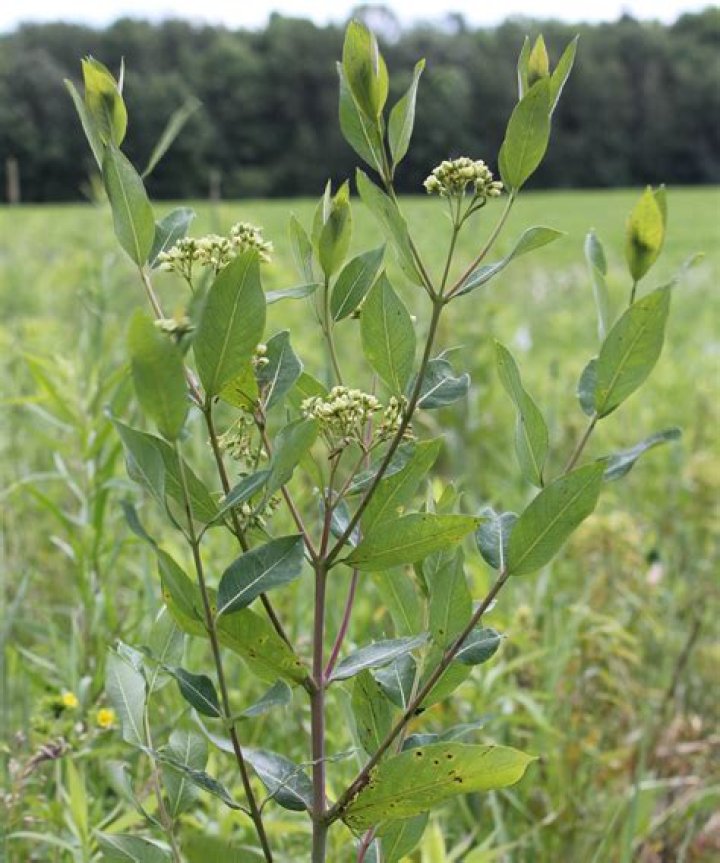 What is Dogbane used for?