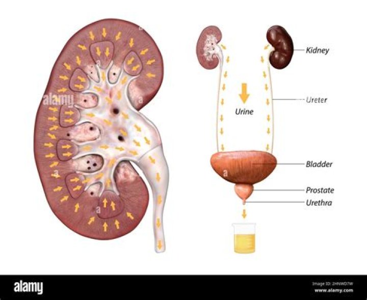 What is drain bladder?