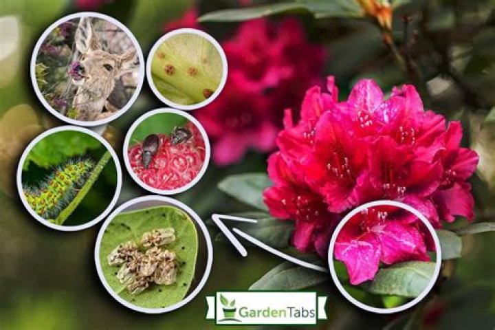 What is eating my rhododendrons?