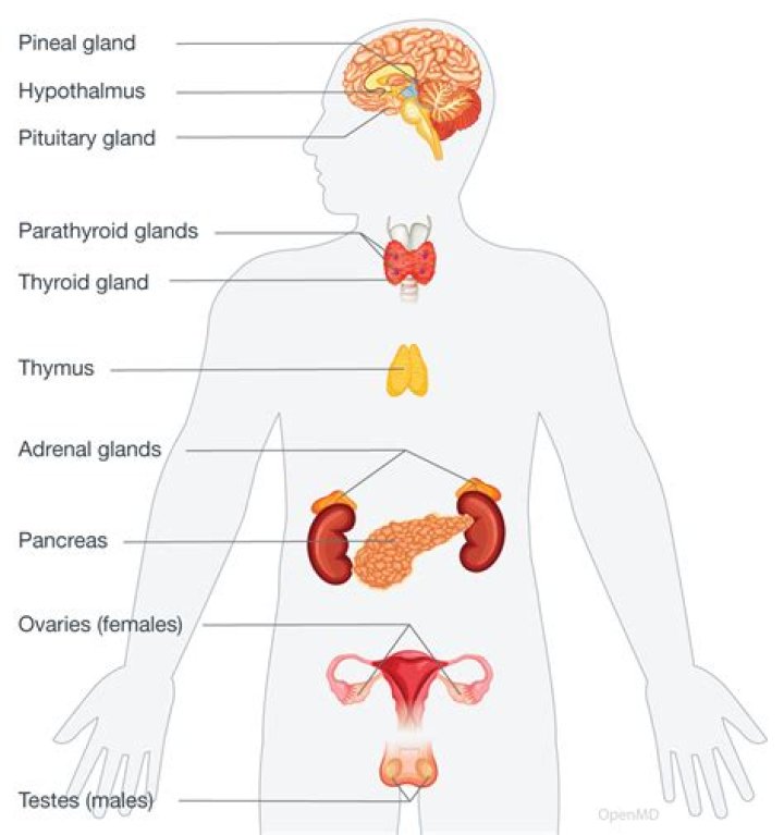 What is endocrine system in anatomy and physiology?