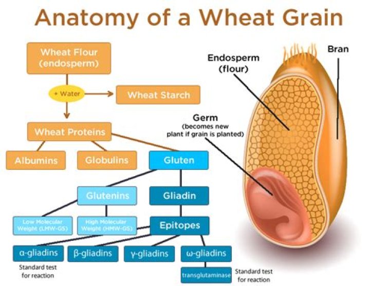 What is gluten in wheat?