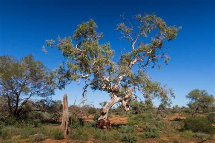 What is gum tree used for?