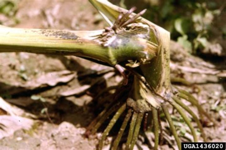 What is lodging in plants?