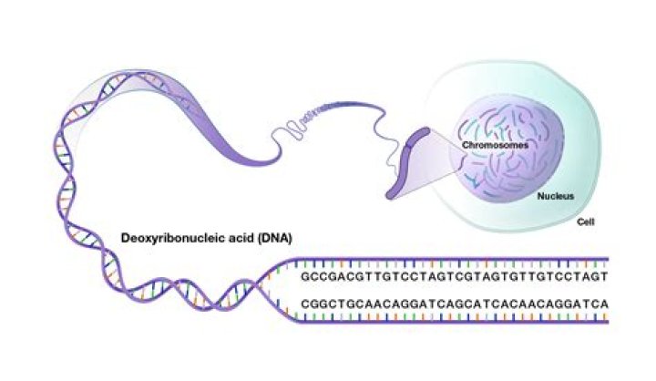 What is meant by genomic DNA?