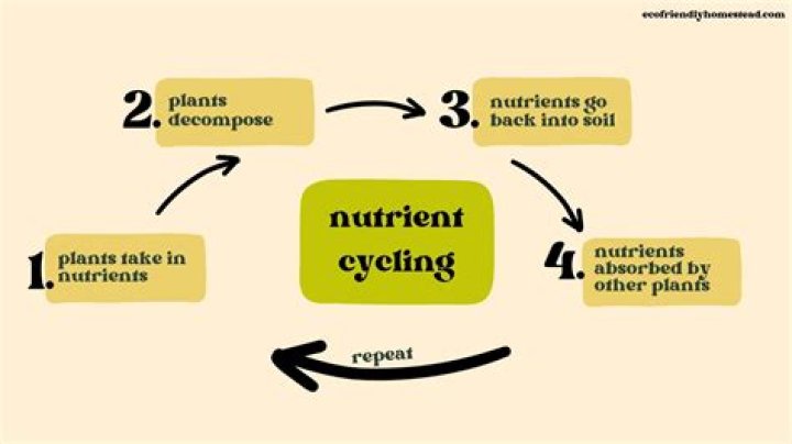 What is nutrient recycling?