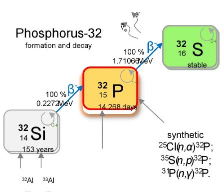 What is p32 in biology?