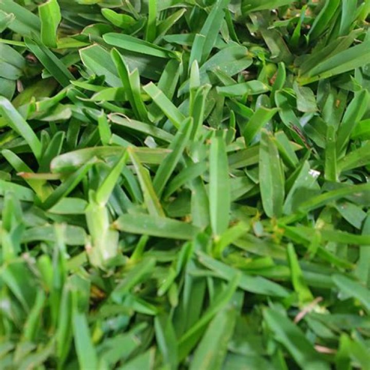 What is palmetto grass?
