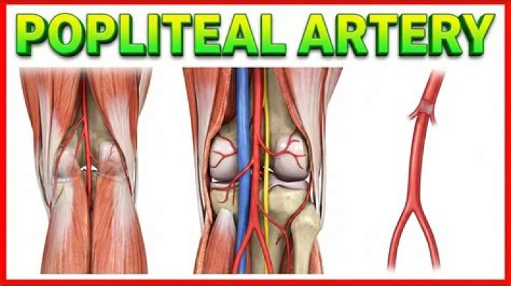 What is popliteal artery?