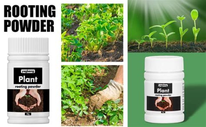 What is rooting powder made of?