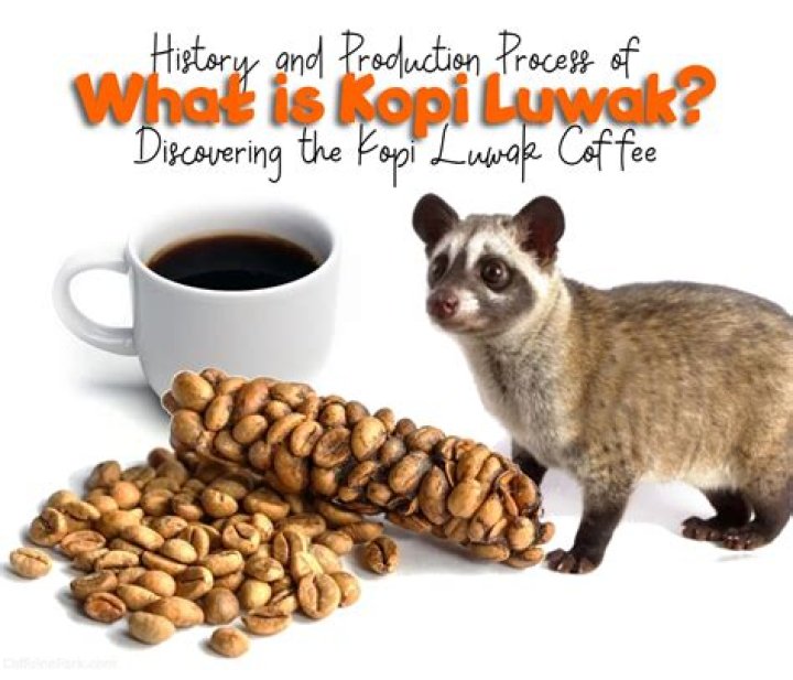 What is special about Kopi Luwak coffee?