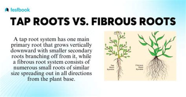 What is tap and fibrous roots?
