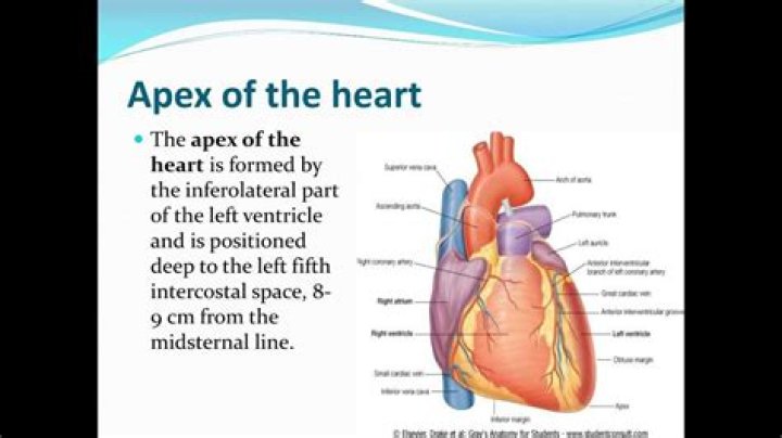 What is the apex beat of the heart?