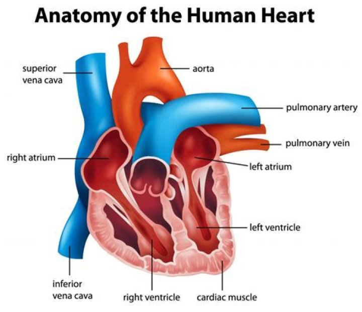 What is the apex of the heart?
