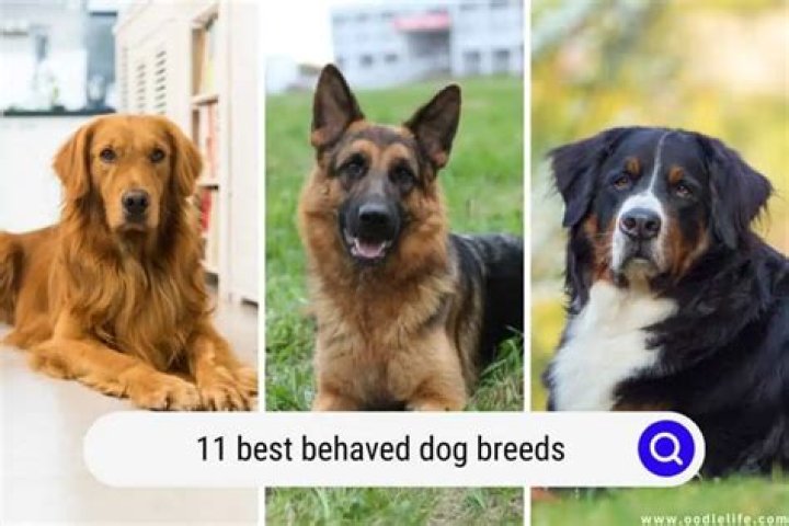 What is the best behaved dog?