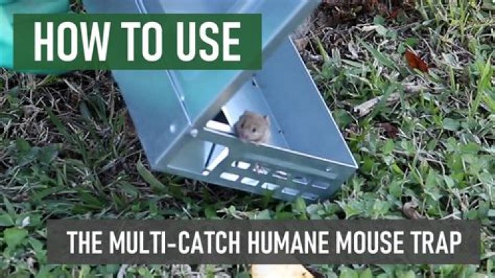 What is the best thing to put on a mousetrap to catch mice?