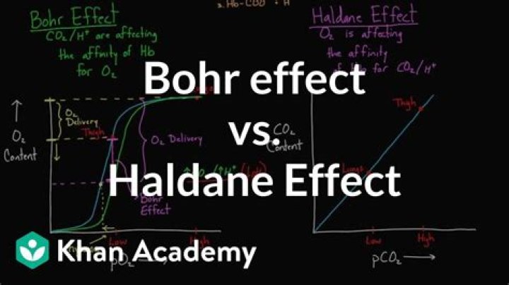 What is the Bohr and Haldane effect?
