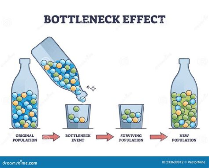 What is the bottleneck and founder effect?