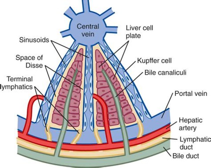 What is the central vein of the liver?