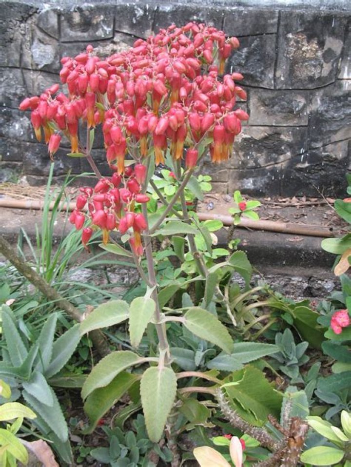 What is the common name of Bryophyllum Pinnatum?