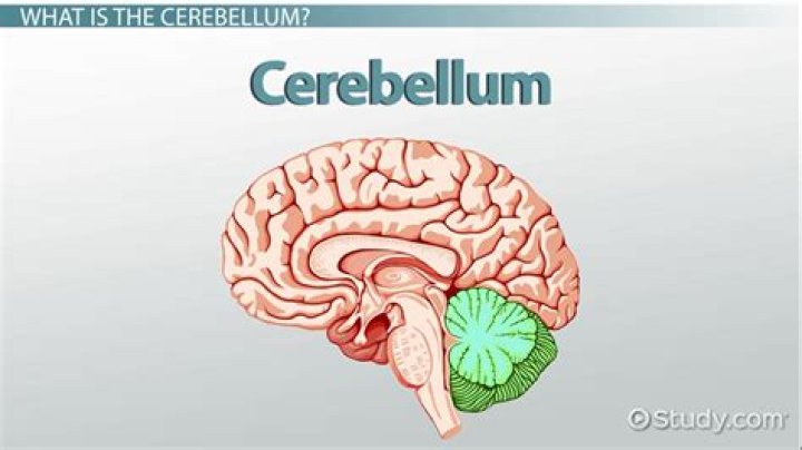 What is the definition of cerebellum in biology?