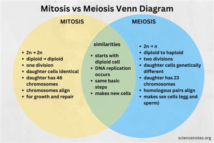 What is the difference between meiosis and mitosis for kids?